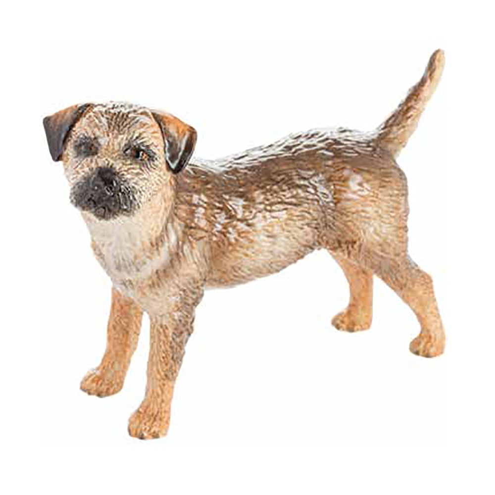 Border Terrier - JB