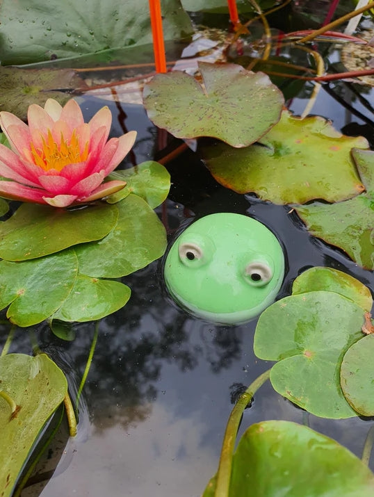 Floating Frog Head - Medium