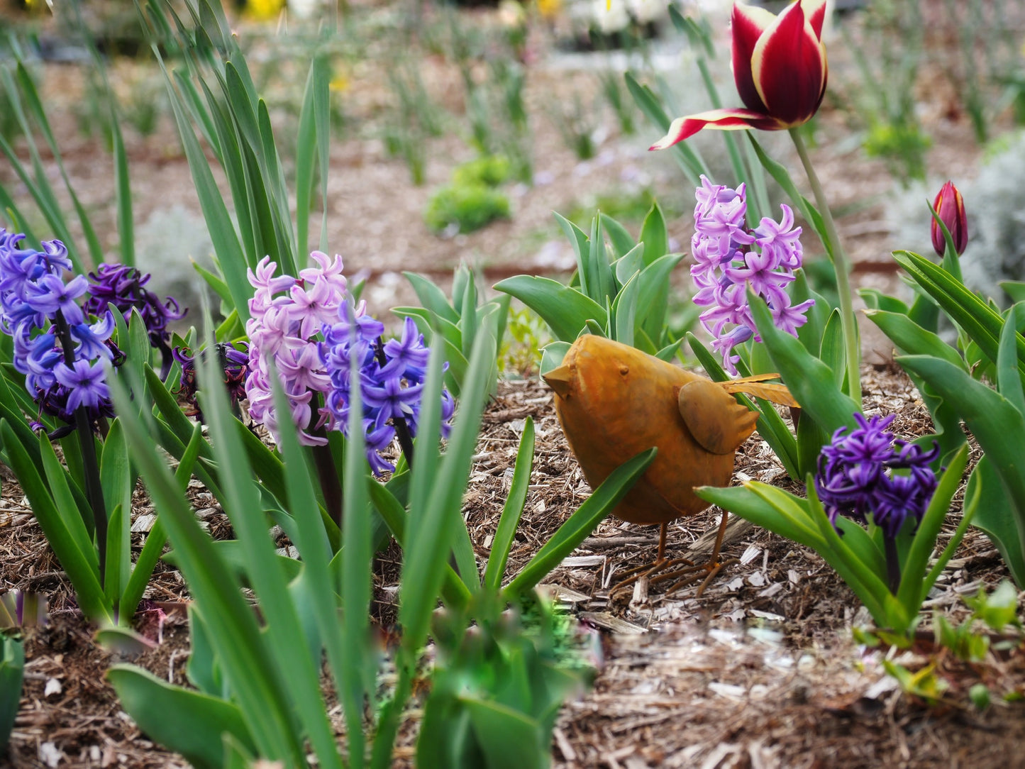 Birdee - Rust - Large