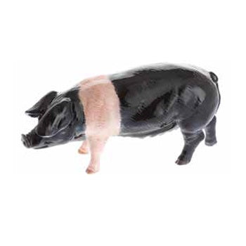 Pig - Saddleback Pig - JB