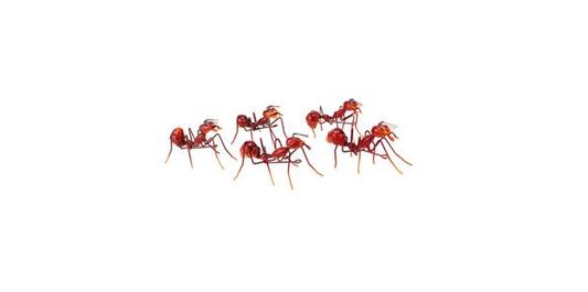 Ant - Red - Small (Walking)